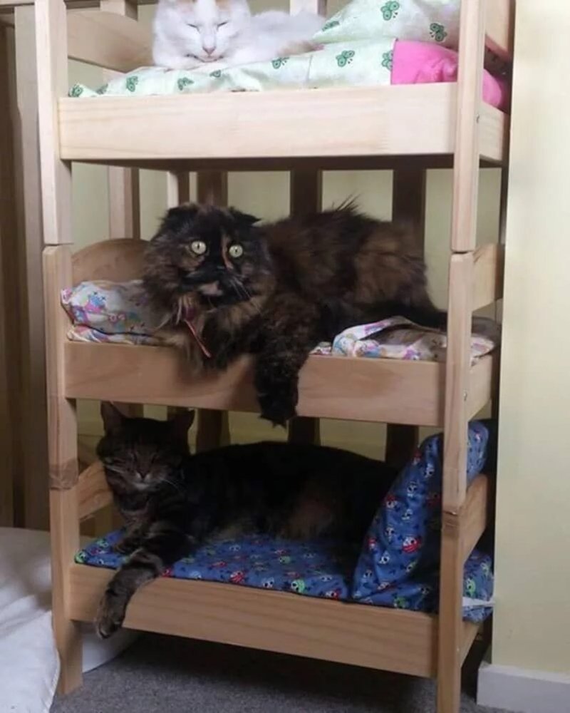 Кошачья кровать