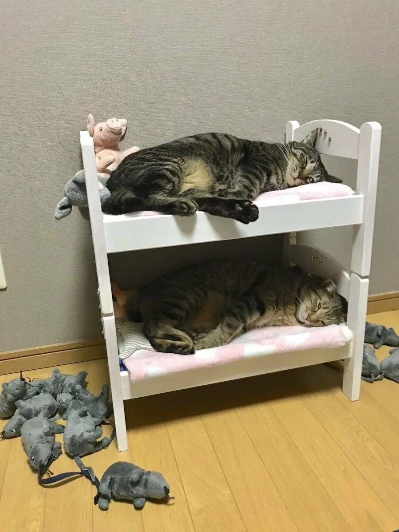 Кровать для кота