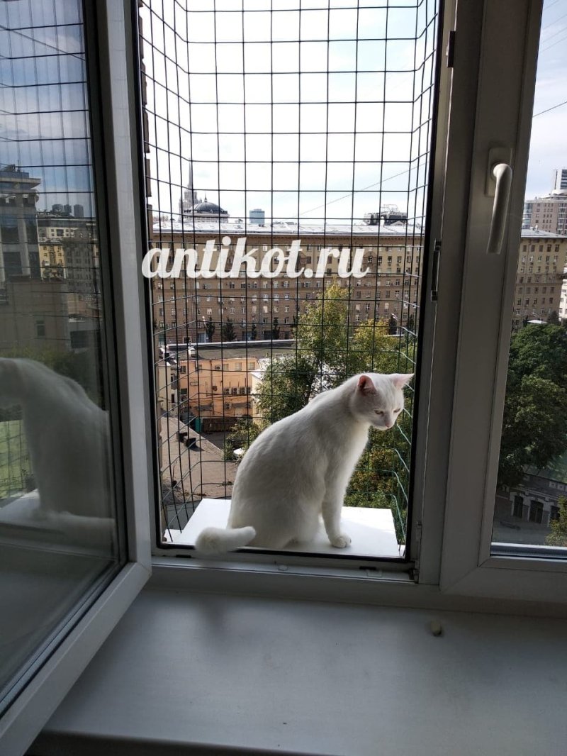 Балкон для кошек на окно