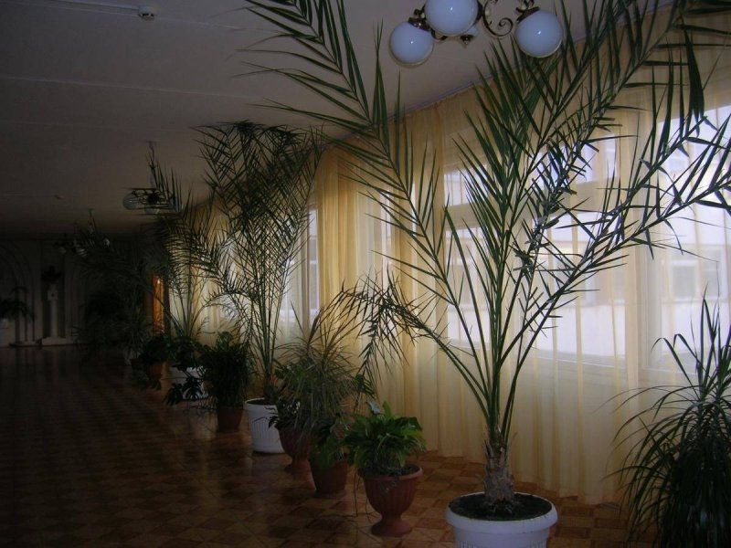 Финиковая пальма комнатная