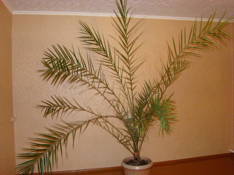 Финиковая пальма