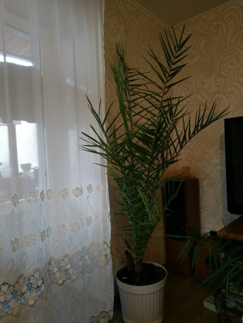 Финиковая пальма
