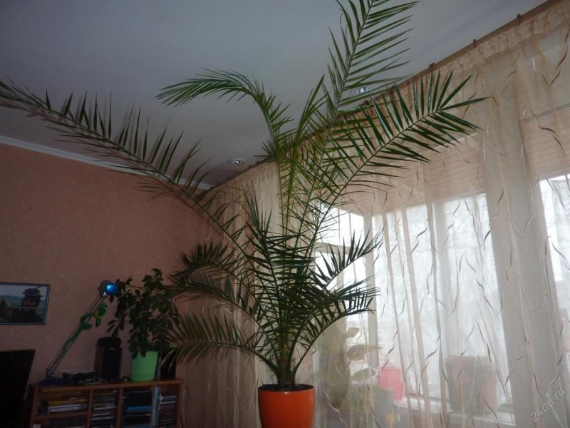 Пальма финиковая комнатная
