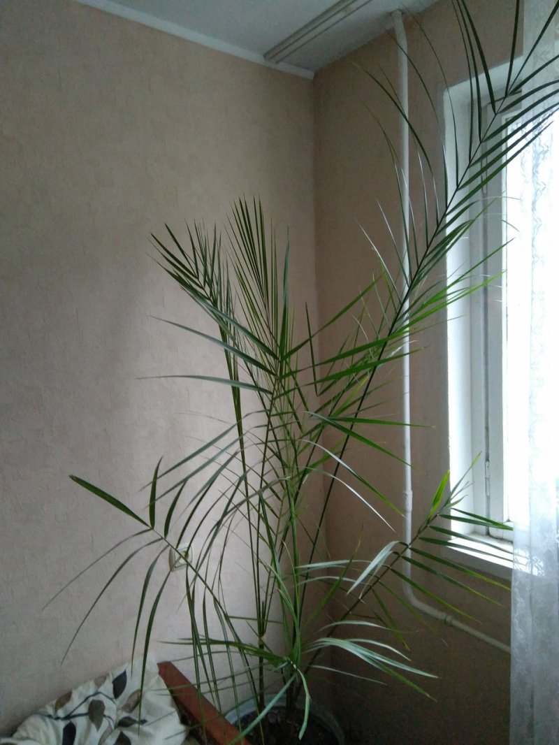 Финиковая пальма