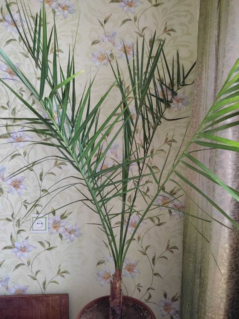 Финиковая пальма