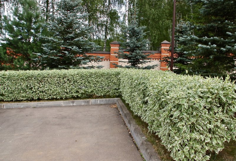 Живая изгородь дерен белый