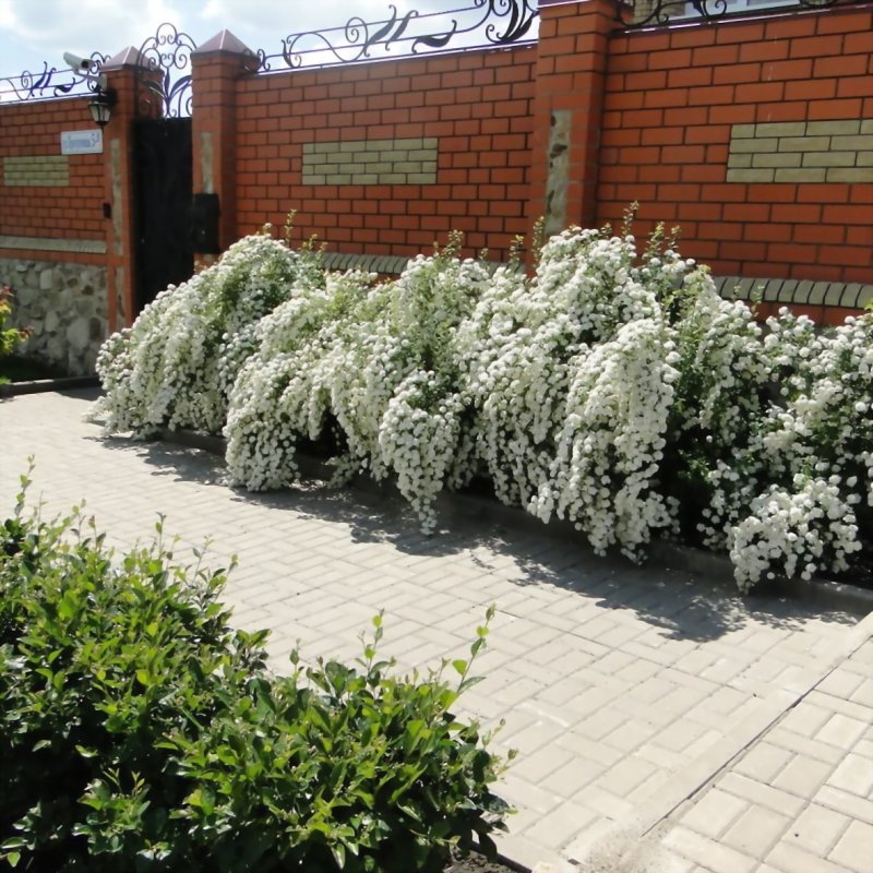 Спирея грефшейм