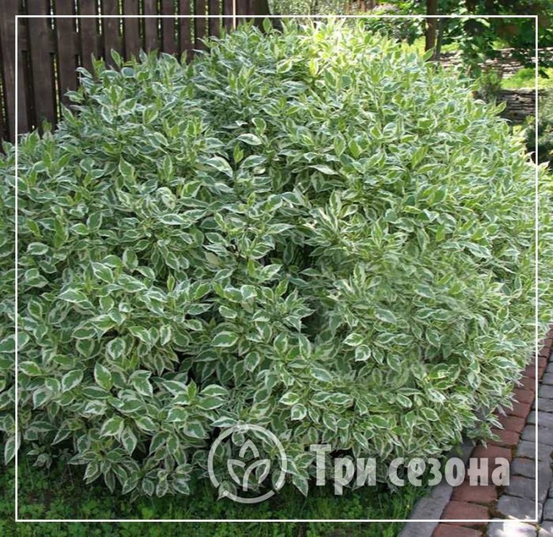 Дерен белый элегантиссима