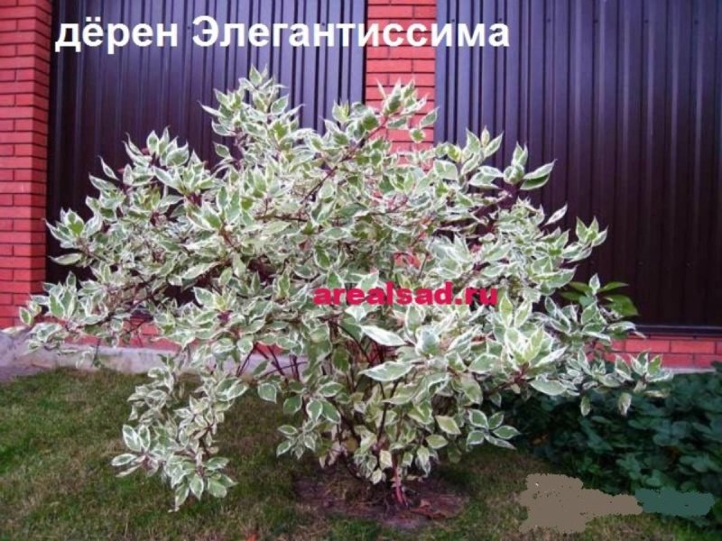 Дерен элегантиссима