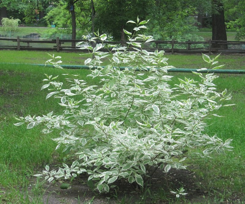 Дерен белый cornus alba elegantissima