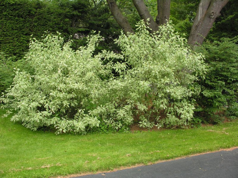 Дерен белый cornus alba elegantissima