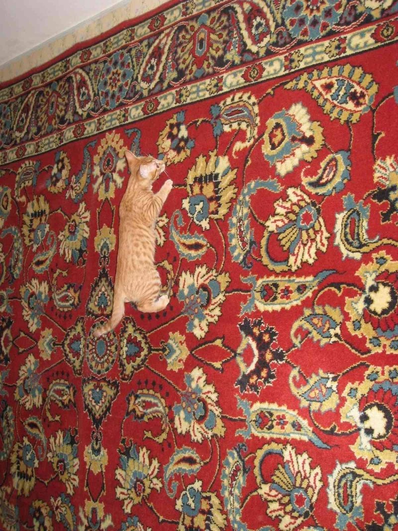 Ковры на стенах