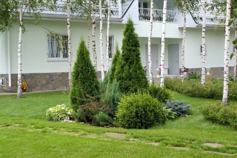 Туи в ландшафтном дизайне