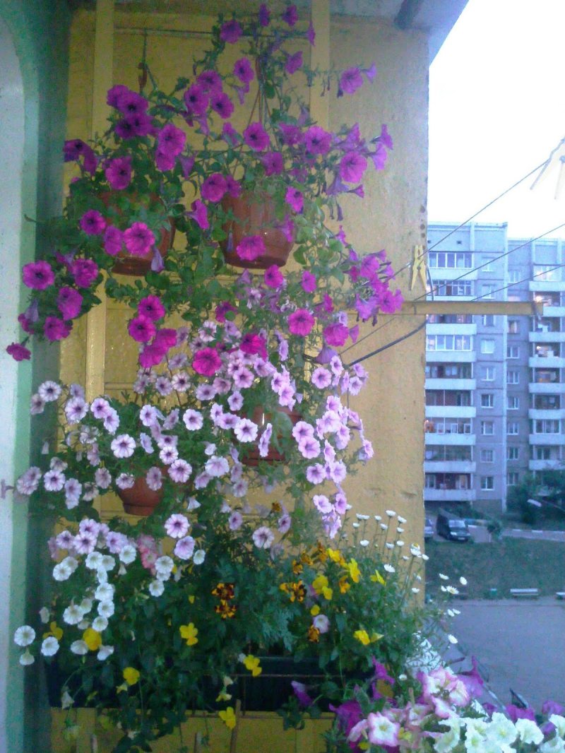 Ипомея балконная