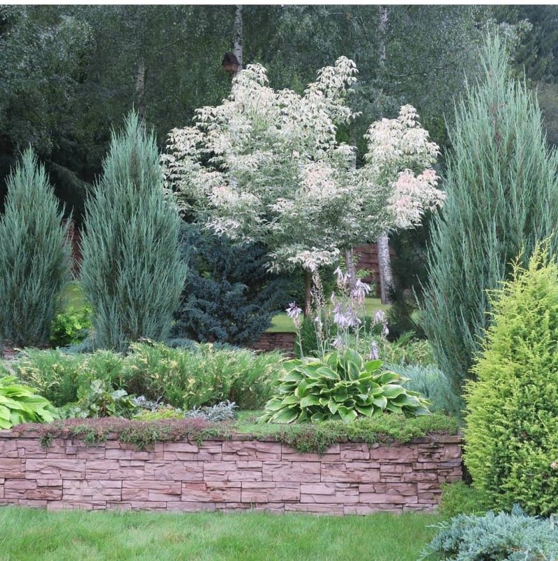 Cornus controversa
