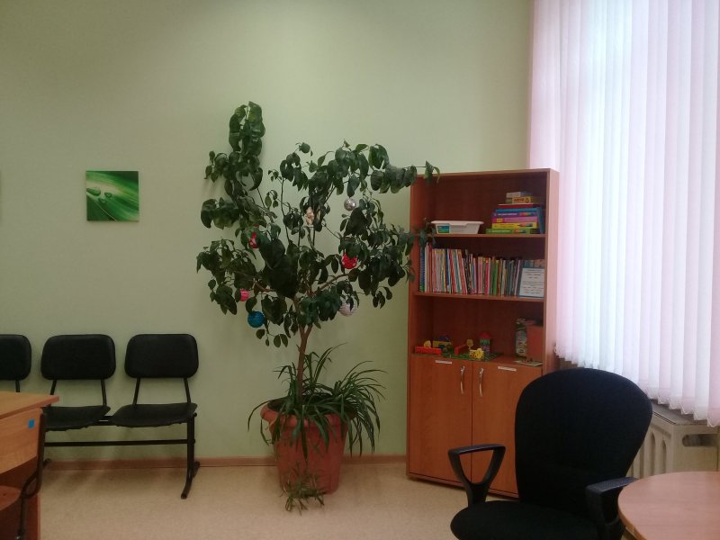 Комнатное растение
