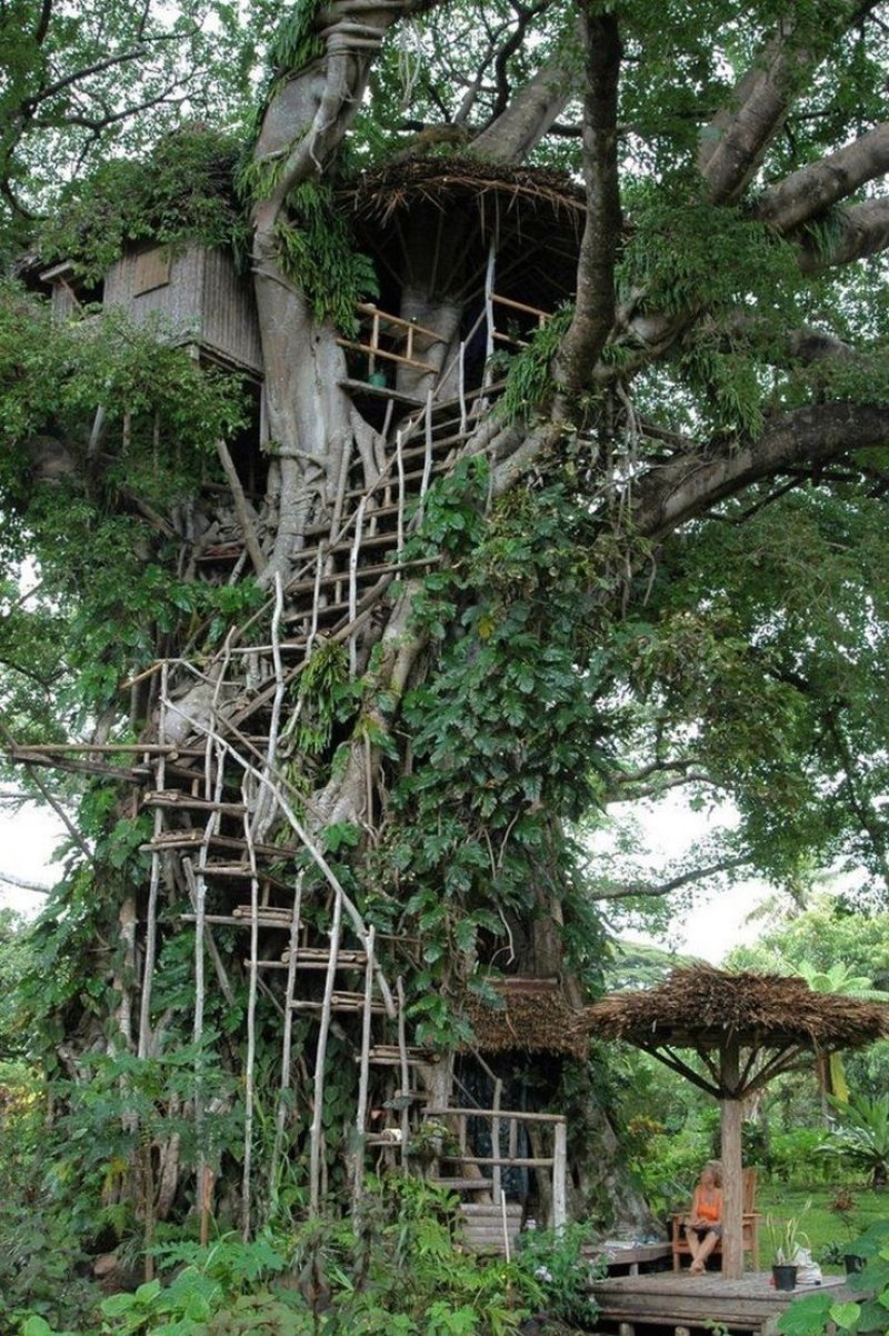 Tree house design