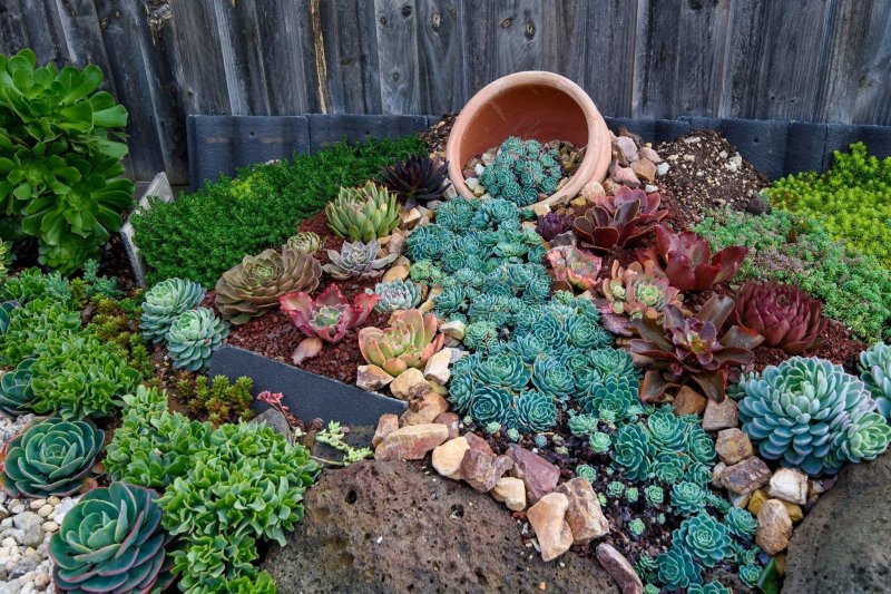 Альпийская живучка sempervivum