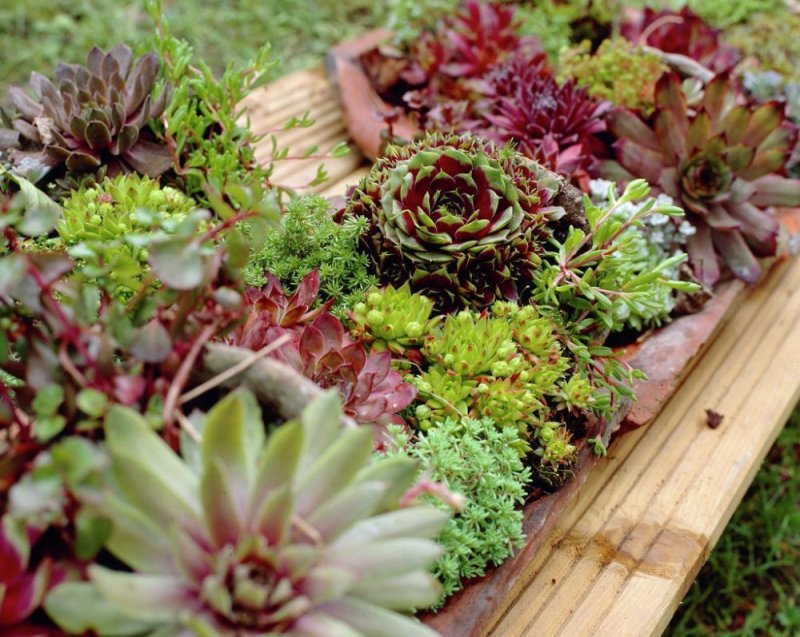 Альпийская живучка sempervivum