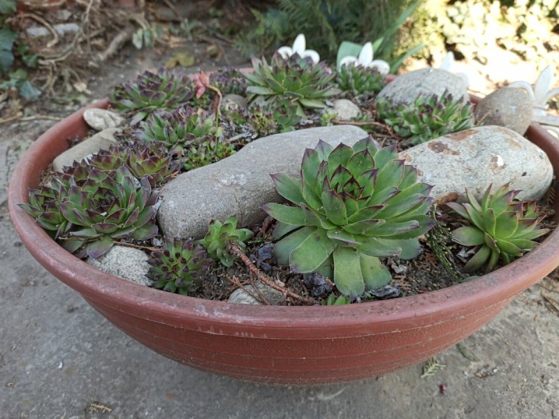 Альпийская живучка sempervivum