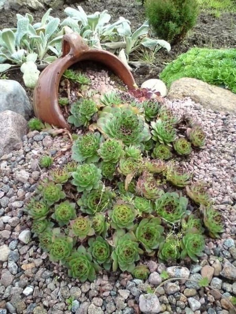 Молодило sempervivum silberkarneol