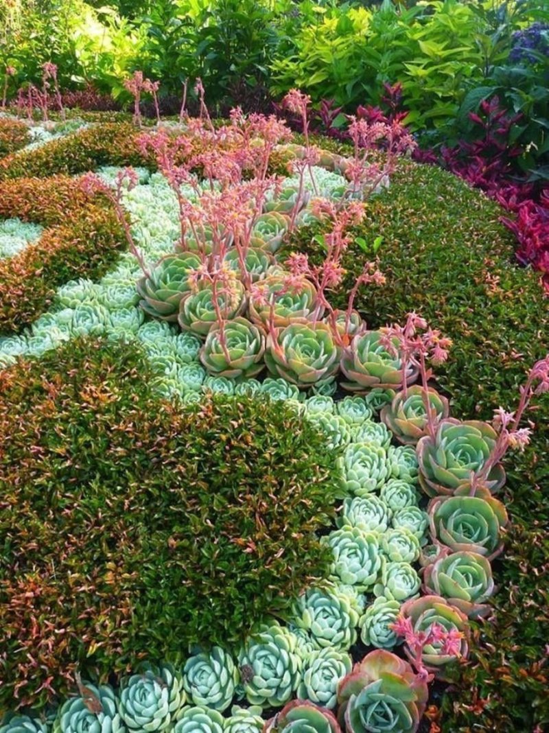 Альпийская живучка sempervivum