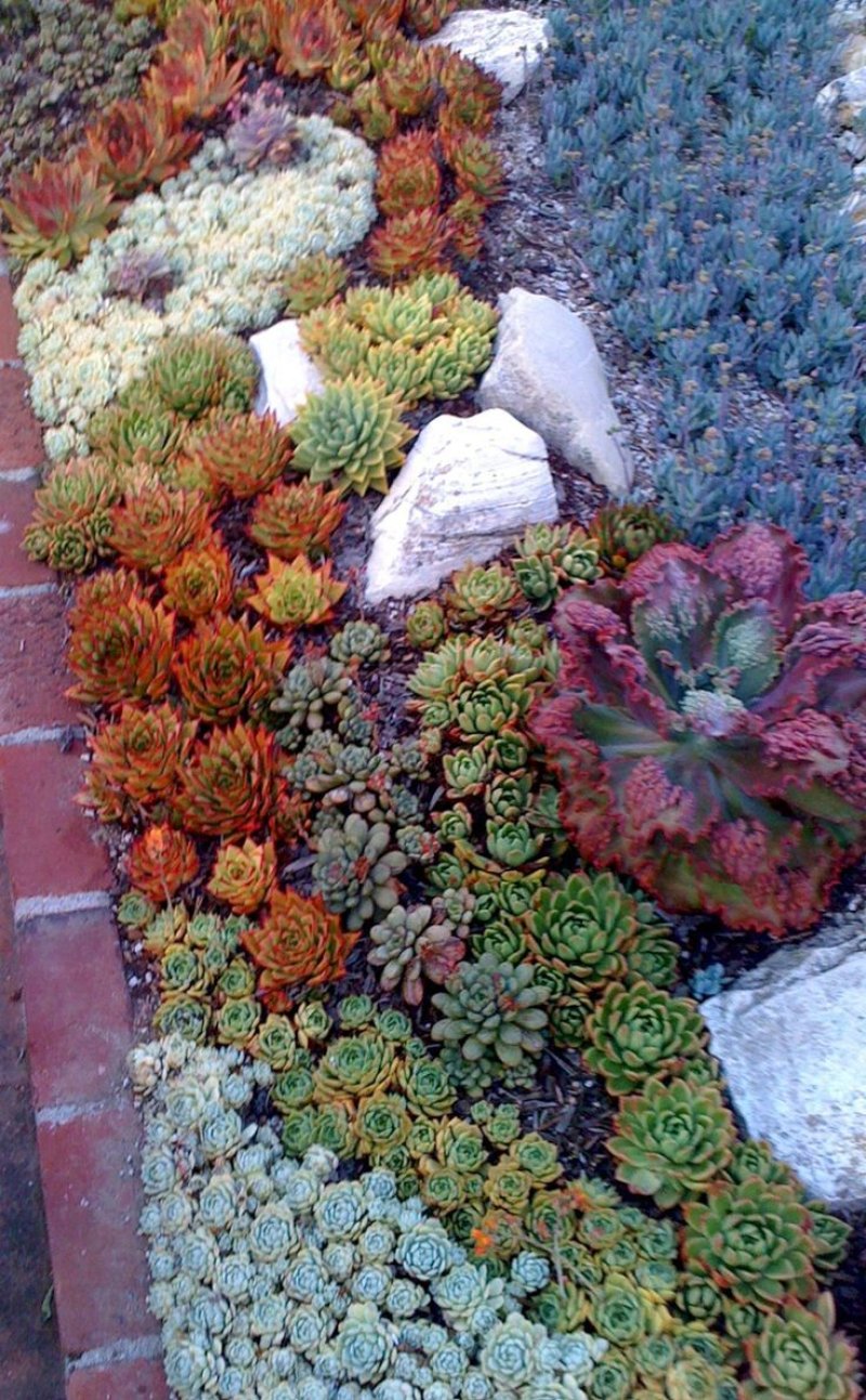Echeveria speed bumps