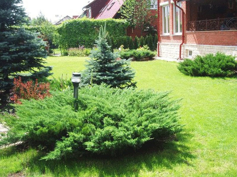 Хвойные казацкий можжевельник