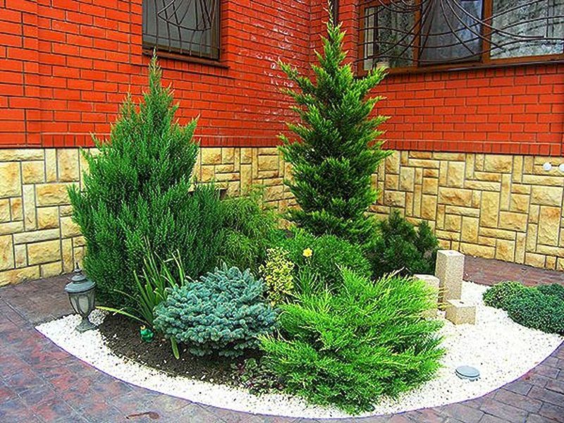 Клумба хвойники