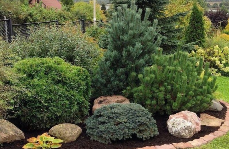 Pinus sylvestris watereri