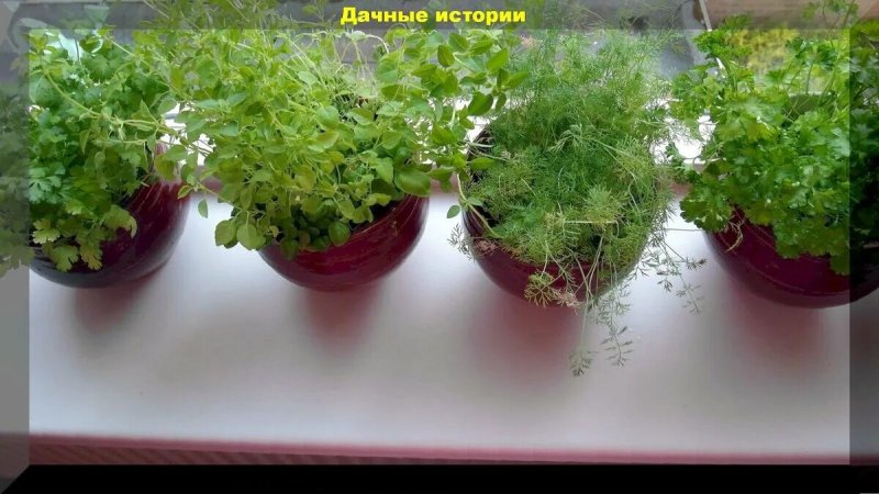 Петрушка на подоконнике