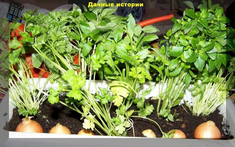Зелень на подоконнике выращивание