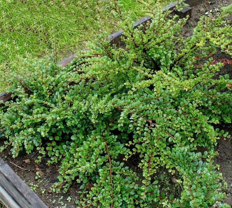 Барбарис тунберга green carpet