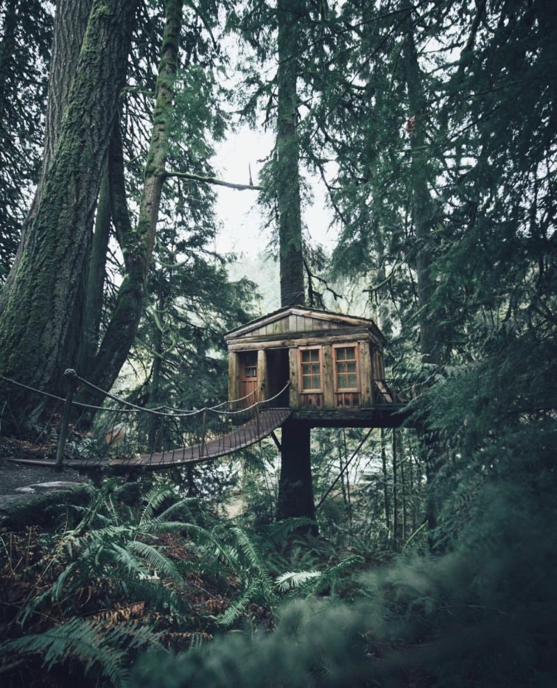Forest house хижина в лесу