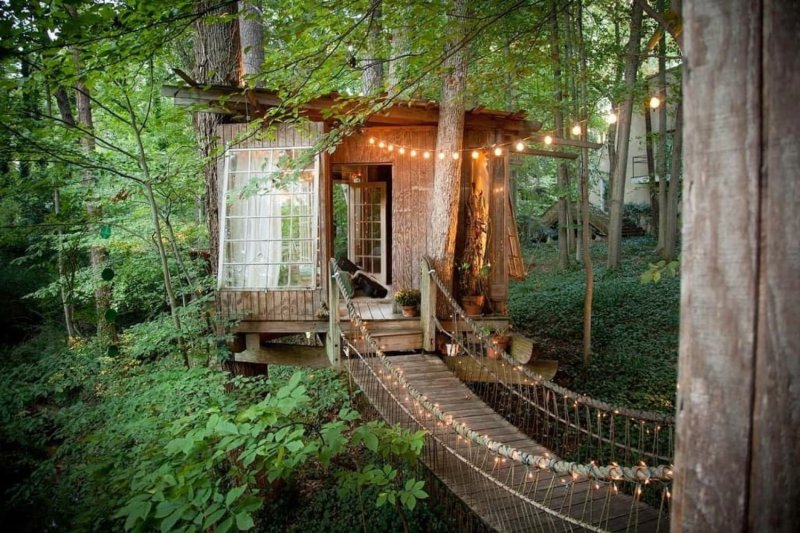 Отель treehouse домики на деревьях
