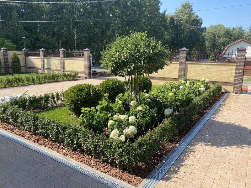Живая изгородь в ландшафтном дизайне