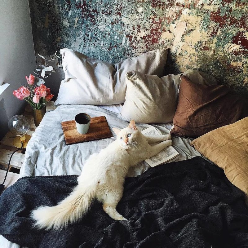 Уютный котик