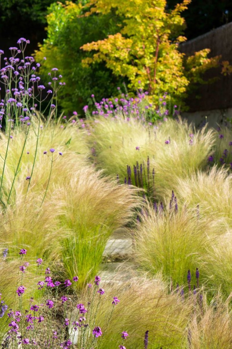 Ковыль stipa tenuissima