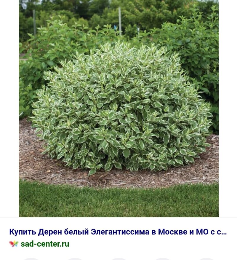 Дерен элегантиссима
