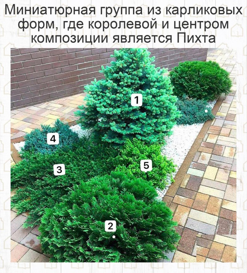 Хвойная композиция в ландшафтном дизайне