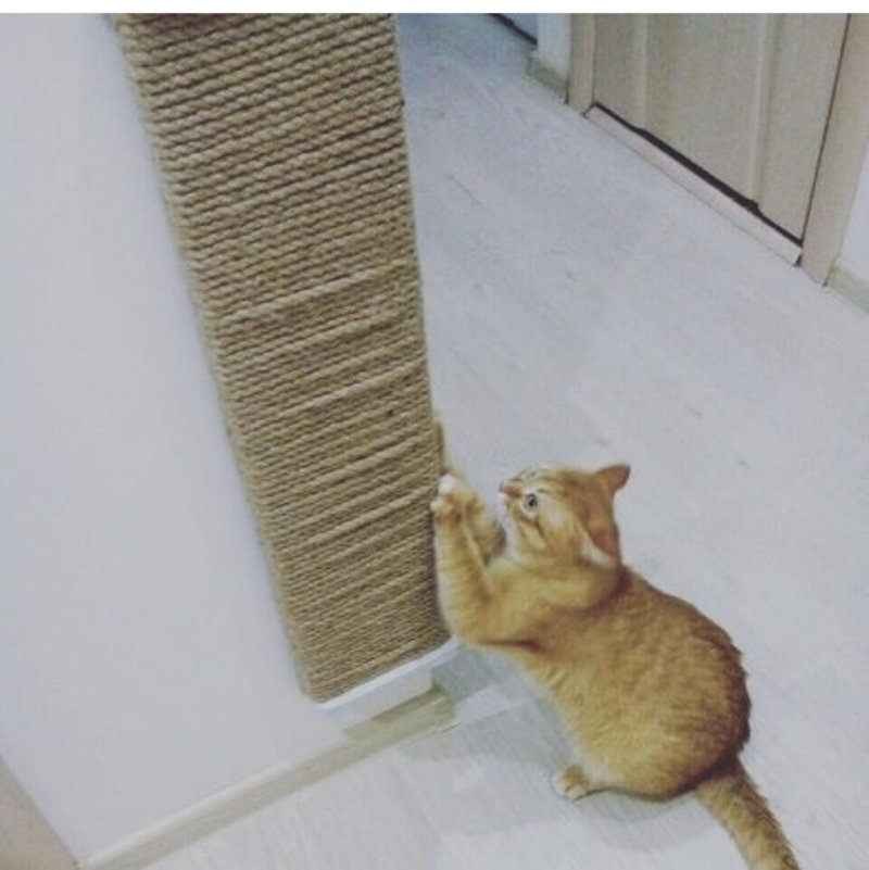 Когтеточка для кошек