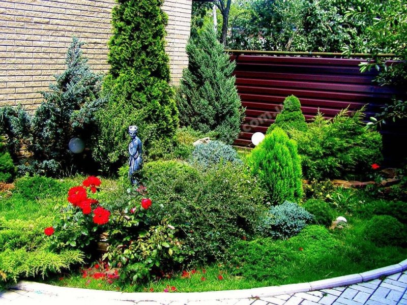 Хвойные растения в ландшафтном дизайне
