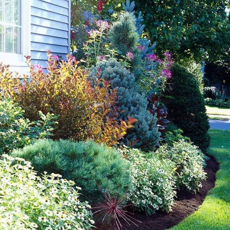 Backyard landscaping