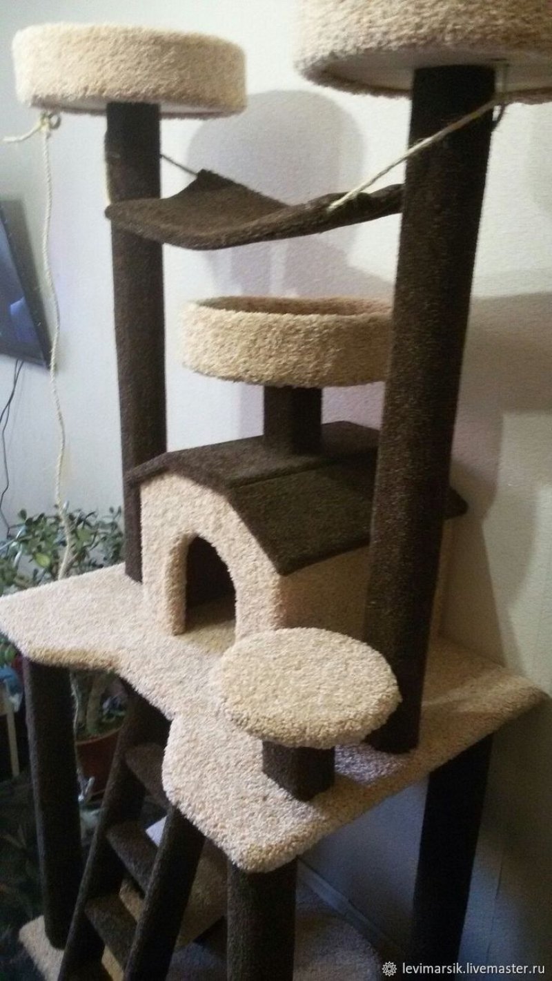 Кошачий комплекс для мейн куна