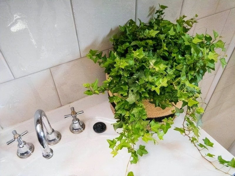 Плющ хедера хеликс
