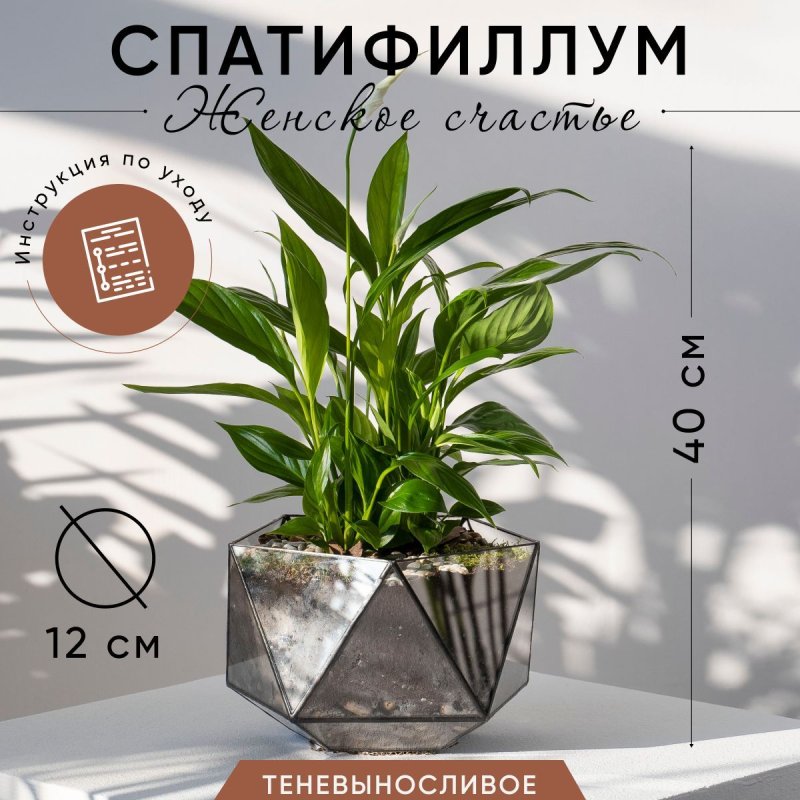 Женское счастье спатифиллум