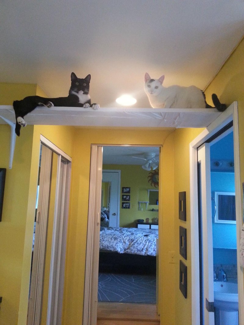 Кошка в квартире