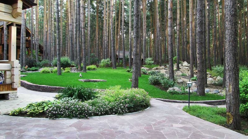 Ландшафт лесного соснового участка