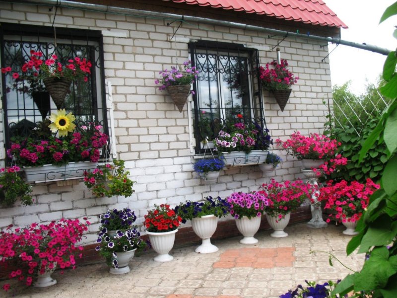Петунии в саду
