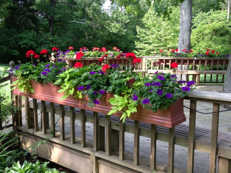 Петуния veranda orchid